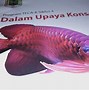 Slot Baru Ikan Arwana Silver Harganya Berapa